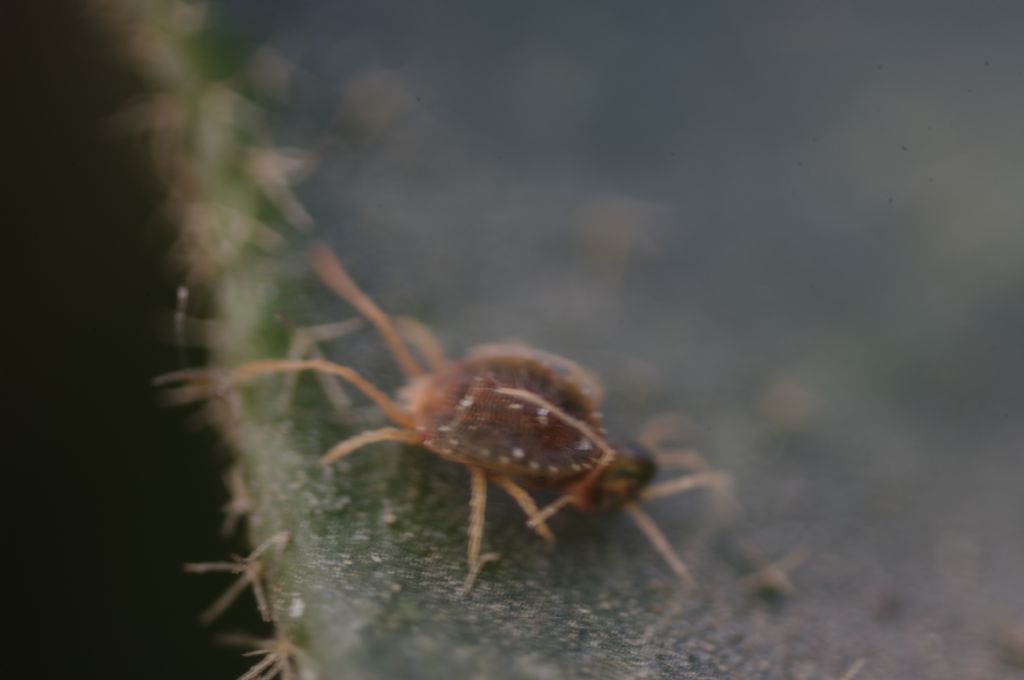 Acari su foglie di edera: cfr.  Tetranychidae - Rende (CS)